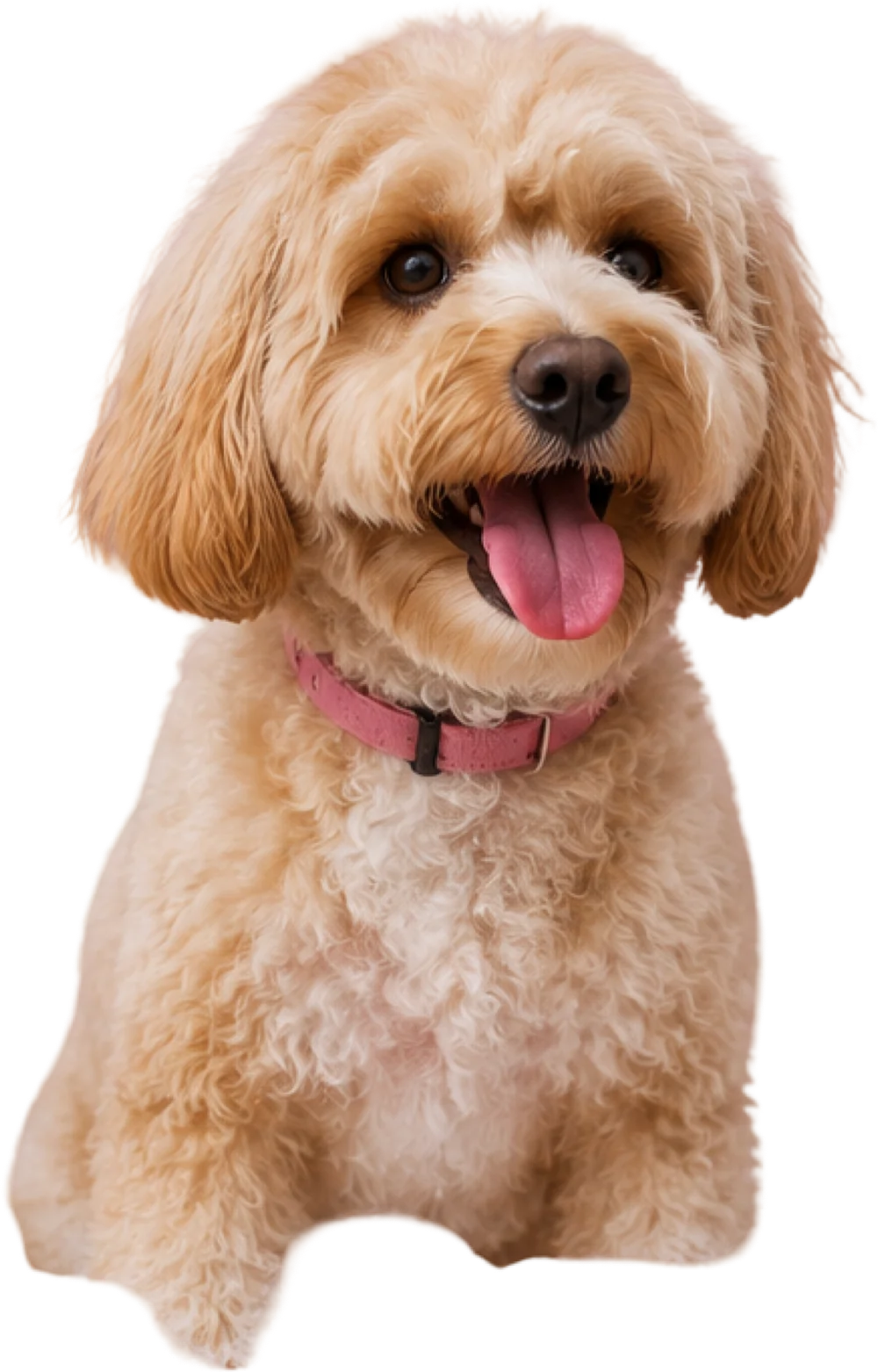 A freshly groomed cavoodle with a pink collar, tongue out and delighted about it