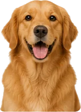 A freshly groomed golden retriever, very pleased with itself