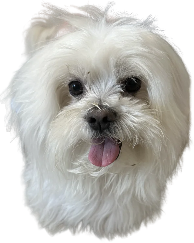 A young Maltese with a fresh trim and its tongue out